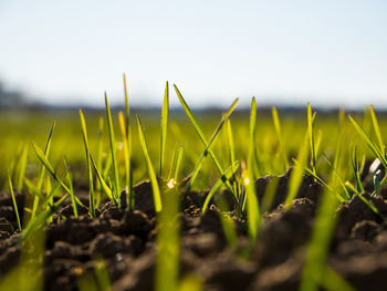 Close-up of grass growing in field