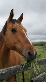 Close-up of a horse against sky