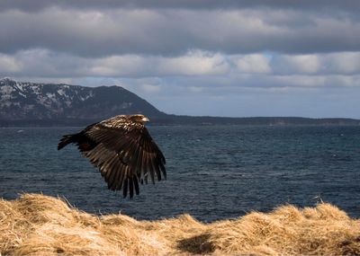 Bird flying over sea against sky