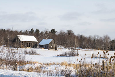 Bare trees on snow covered field