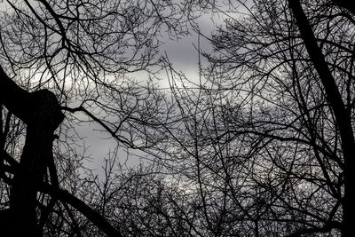 Low angle view of bare tree against sky