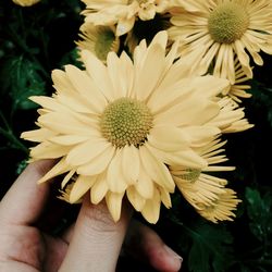 Close-up of hand holding flowers