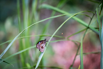 Butterfly on leaf