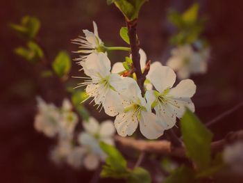 Close-up of plant against blurred background