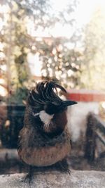 Close-up of bird perching outdoors