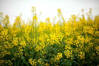 Close-up of yellow flowers growing in field
