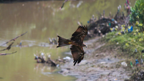 Close-up of eagle flying over water