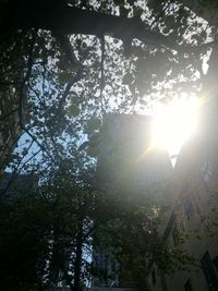 Sun shining through trees