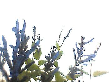 Close-up of silhouette tree against sky