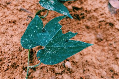 Close-up of green leaf