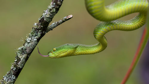 Close-up of green viper on tree