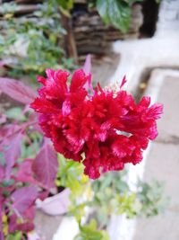 Close-up of red hibiscus blooming outdoors