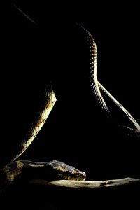Close-up of an animal against black background