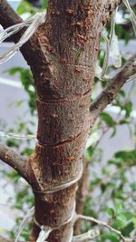 Close-up of rusty tree trunk