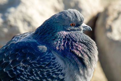 Close-up of bird perching outdoors