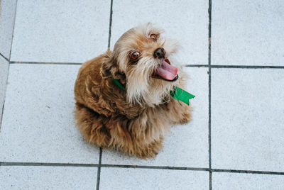 Portrait of dog sitting on floor