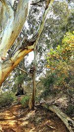 Plants growing on tree trunk