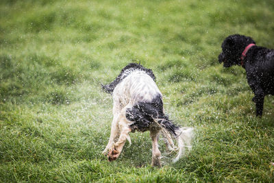 View of dog on field