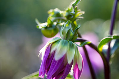 Close-up of flower against blurred background