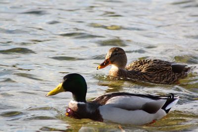 Ducks in a lake