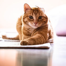 Close-up of cat sitting on table