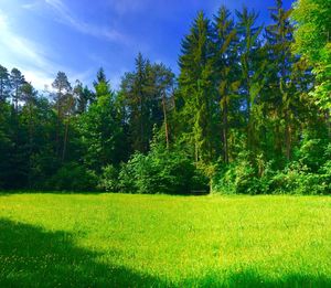 Pine trees in field