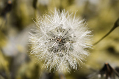Close-up of dandelion against blurred background
