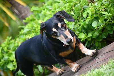 Close-up of dog