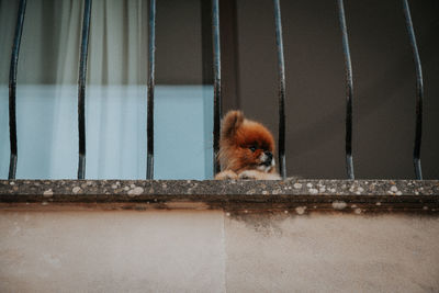 Dog in cage