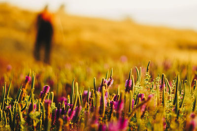 Close-up of purple flowering plants on field