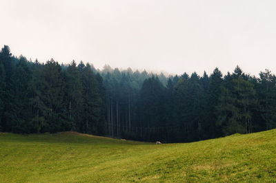 Scenic view of pine trees on field against clear sky