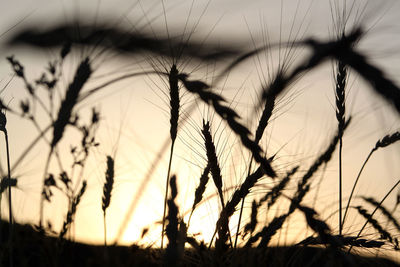 Close-up of stalks in field against sunset sky