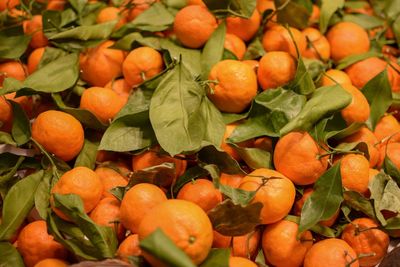 Full frame shot of fruits and leaves