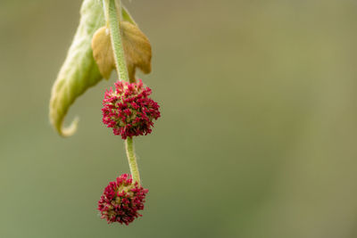 Close-up of red flowering plant