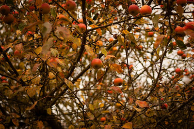 Low angle view of orange tree