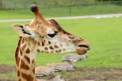 Close-up of giraffe and zebras on field at zoo