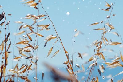 Close-up of plants against sky