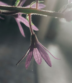 Close-up of purple flowering plant