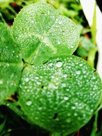 Close-up of raindrops on leaf