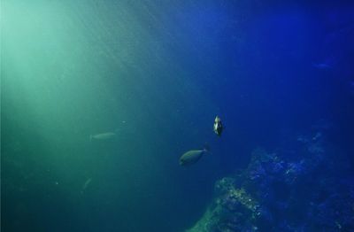 Fish swimming in sea