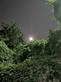 Low angle view of plants against sky at night