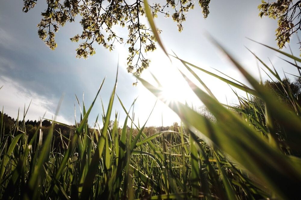 growth, sky, nature, sun, sunlight, lens flare, agriculture, sunbeam, no people, low angle view, plant, cereal plant, field, tranquility, outdoors, beauty in nature, day, tree, scenics, close-up, wheat