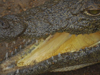 Close-up of lizard