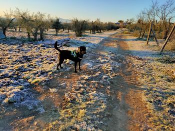 Dog standing in a field