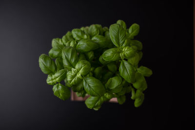 Close-up of green leaves against black background