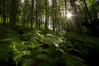 Scenic view of forest