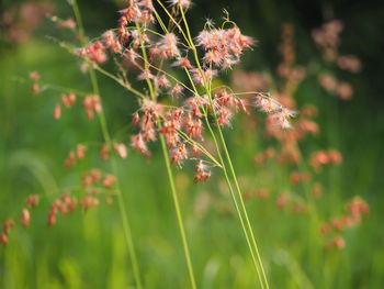 Close-up of flowering plant