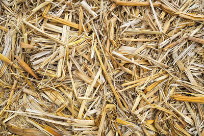 Full frame shot of dry plants