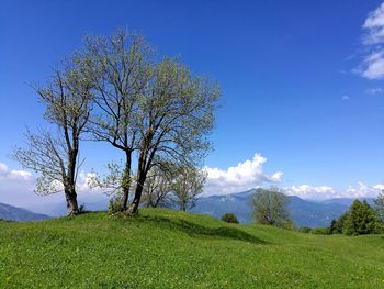 Tree on field against sky