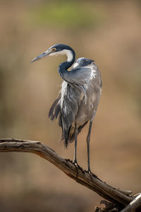 Grey heron looks down from dead branch